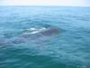 Whale Shark Snorkeling