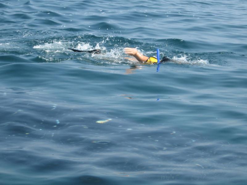 Whale Shark Snorkeling