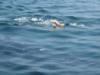 Whale Shark Snorkeling