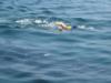 Whale Shark Snorkeling, Mexico