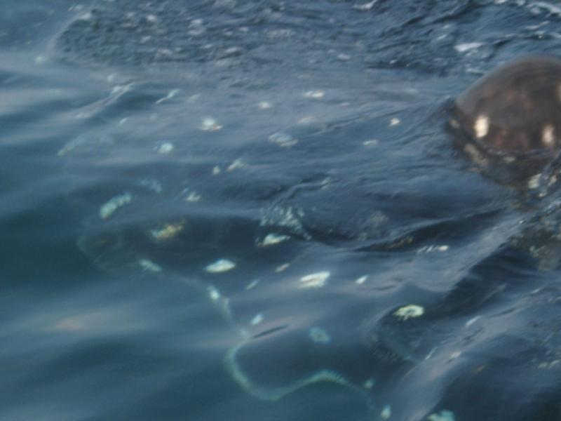 Whale Shark Snorkeling, Mexico