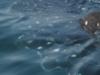 Whale Shark Snorkeling, Mexico