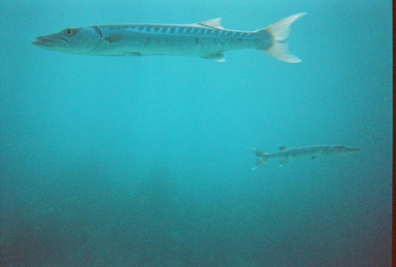 Baracuda, Key Largo, FL