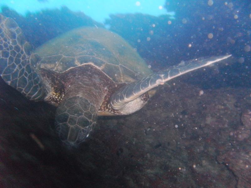 Hawaii Sea Turtle