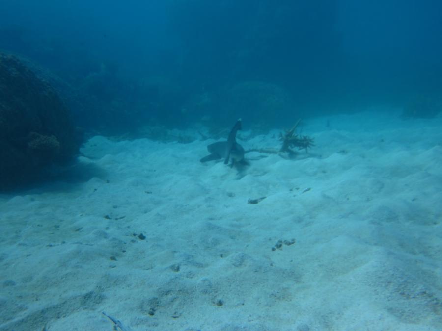 reef shark