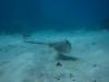 blue spotted ray