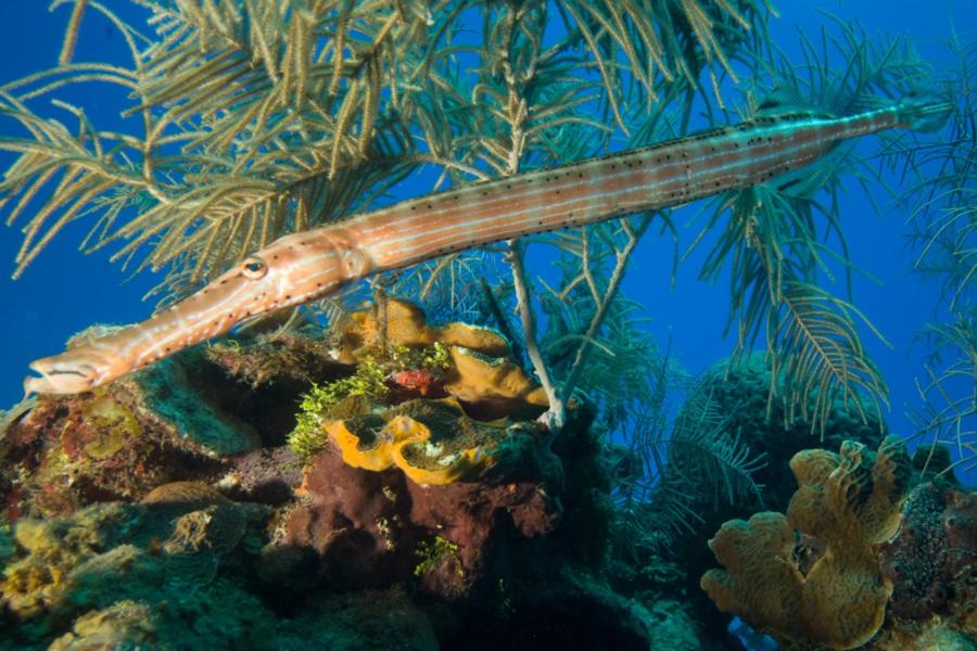 Trumpet Fish