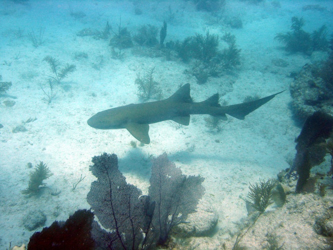 Nurse Shark in Duck Key FL