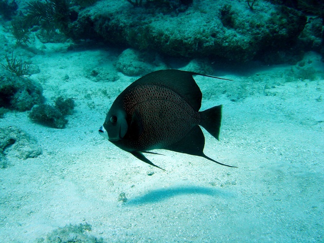 Angel Fish - Duck Key FL