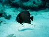 Angel Fish - Duck Key FL