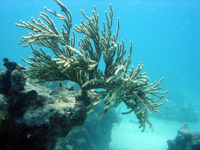 Soft Coral - Duck Key FL