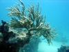 Soft Coral - Duck Key FL