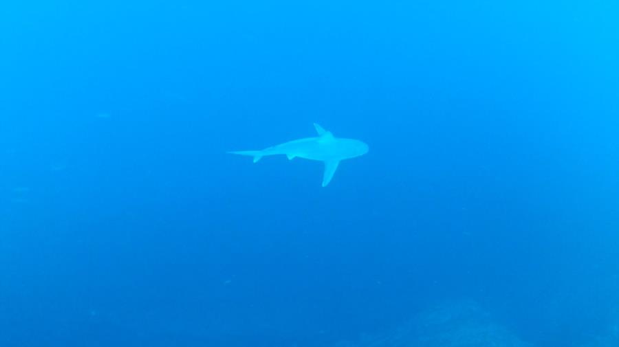 Grey Reef Shark