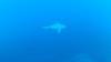 Grey Reef Shark