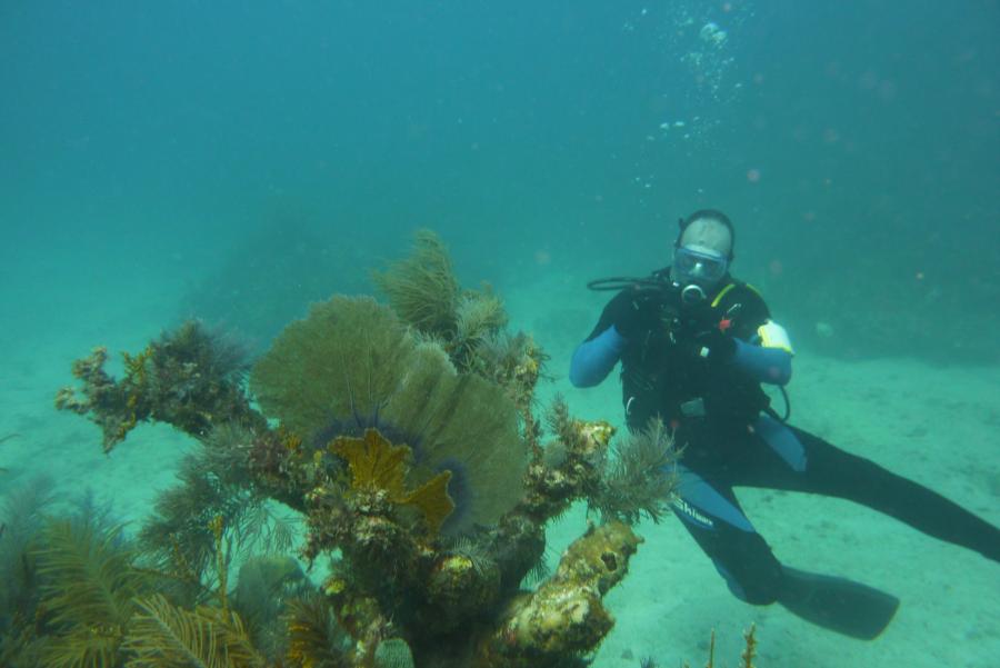 Coral off Key Largo