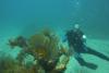 Coral off Key Largo