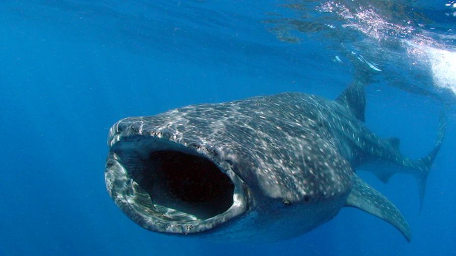 Whale Shark