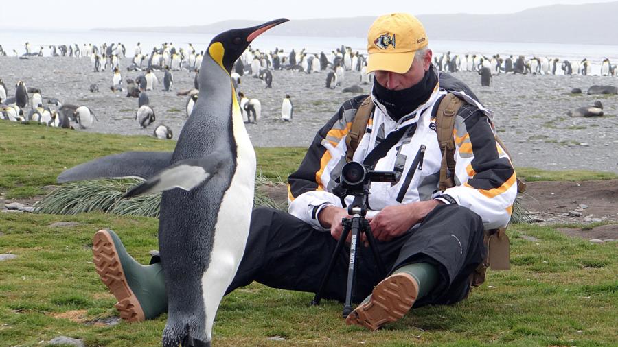 King Penguin-South Georgia