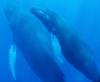 Humpbacks