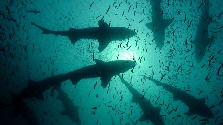 Sand Tiger Silhouettes