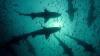Sand Tiger Silhouettes