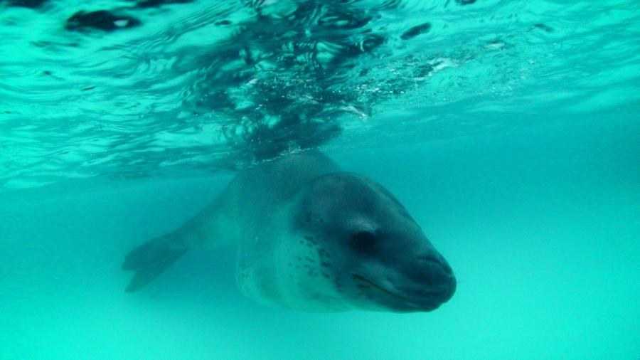 Leopard Seal