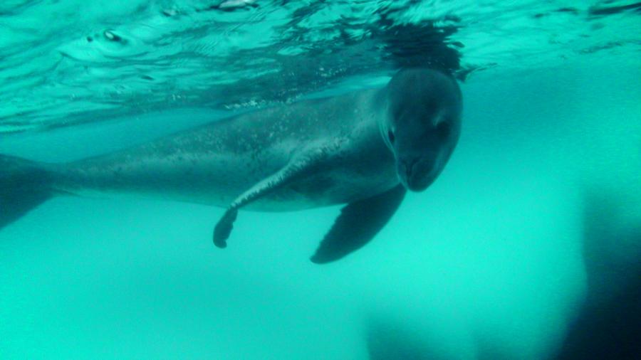 Leopard Seal