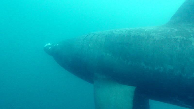 Basking Shark