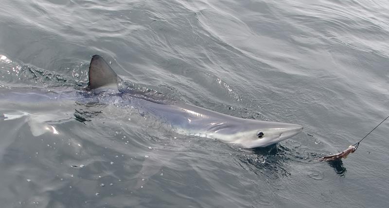 Blue Shark on Surface