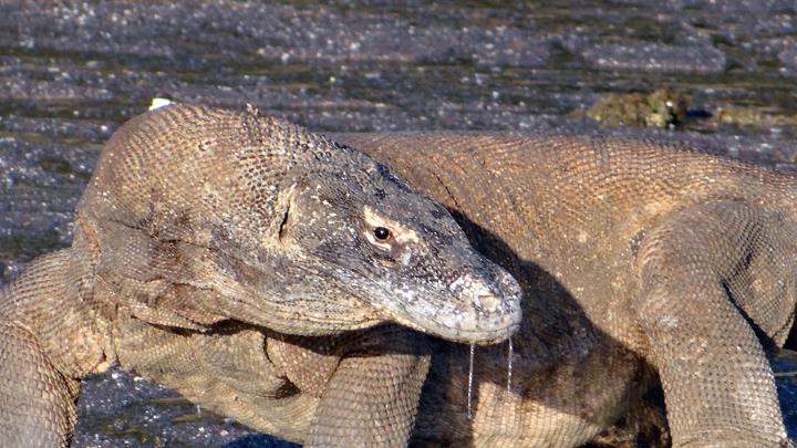 Komodo Dragon