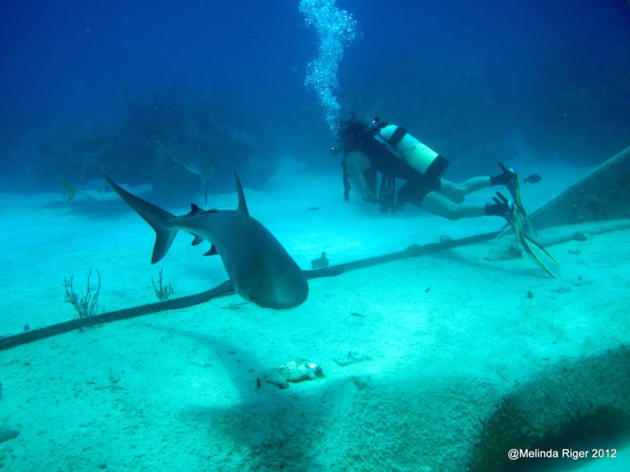 Diving w/Sharks