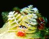 Christmas Tree Worms