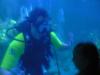 Diving in the EPCOT Living Seas aquarium