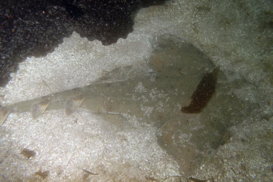 Angel Shark, Catalina Island