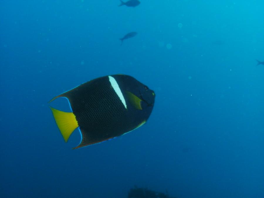 King Angel, Cabo San Lucas