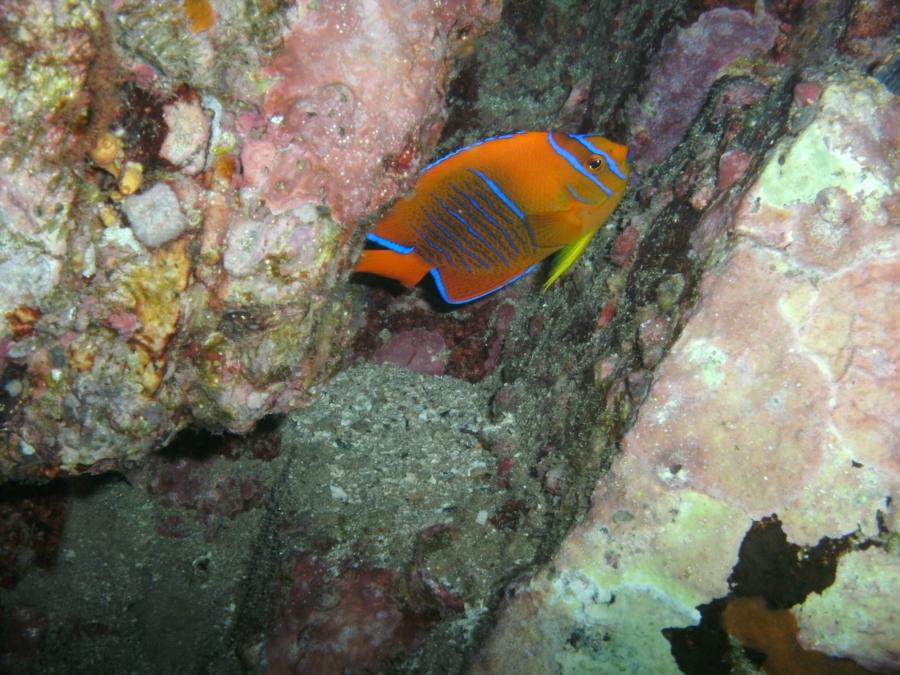 Reef Angel, Cabo San Lucas