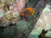 Reef Angel, Cabo San Lucas