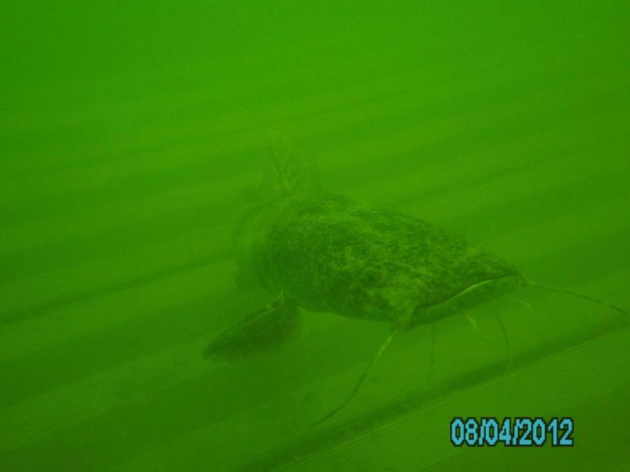 Lake Travis Catfish