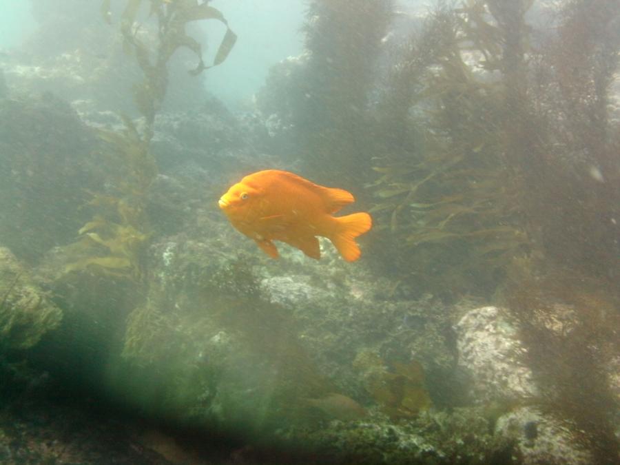 Garibaldi-Laguna-Jan 22-2013