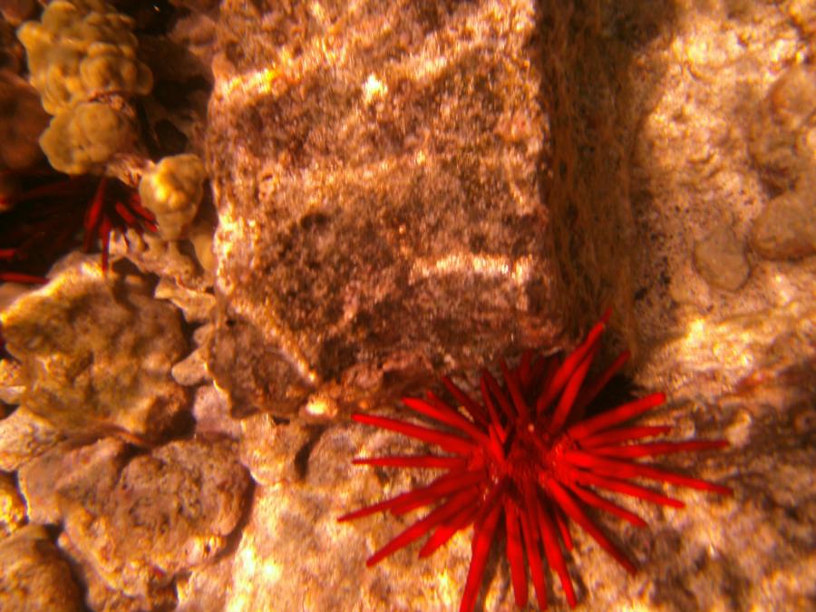 1st ever underwater pictures on my new camera
