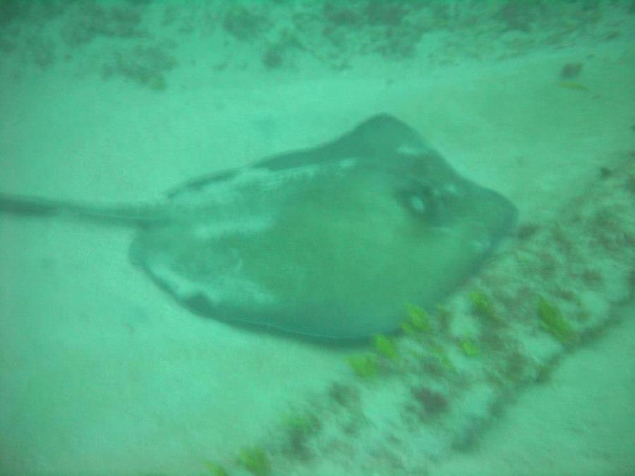 StingRay Jupiter, FL