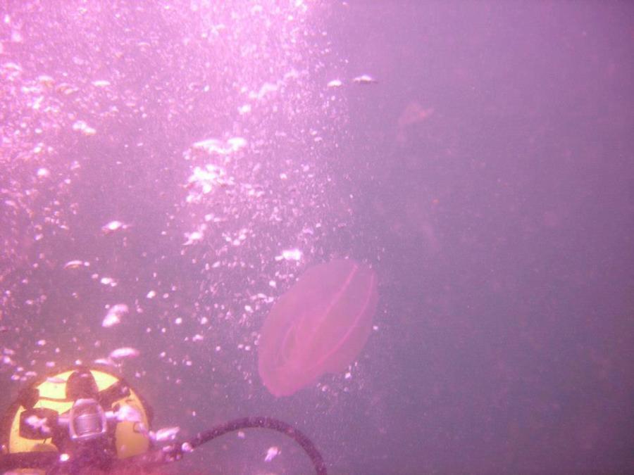 JellyFish Jupiter, FL