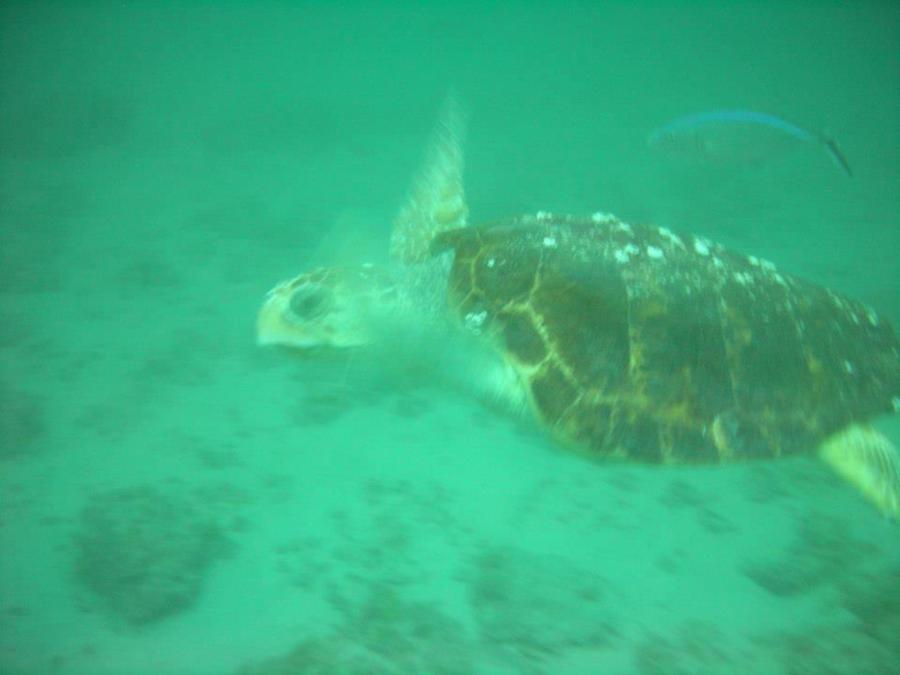 Turtle Jupiter, FL