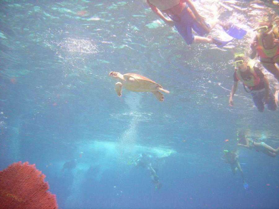 Turtle with Snorkelers