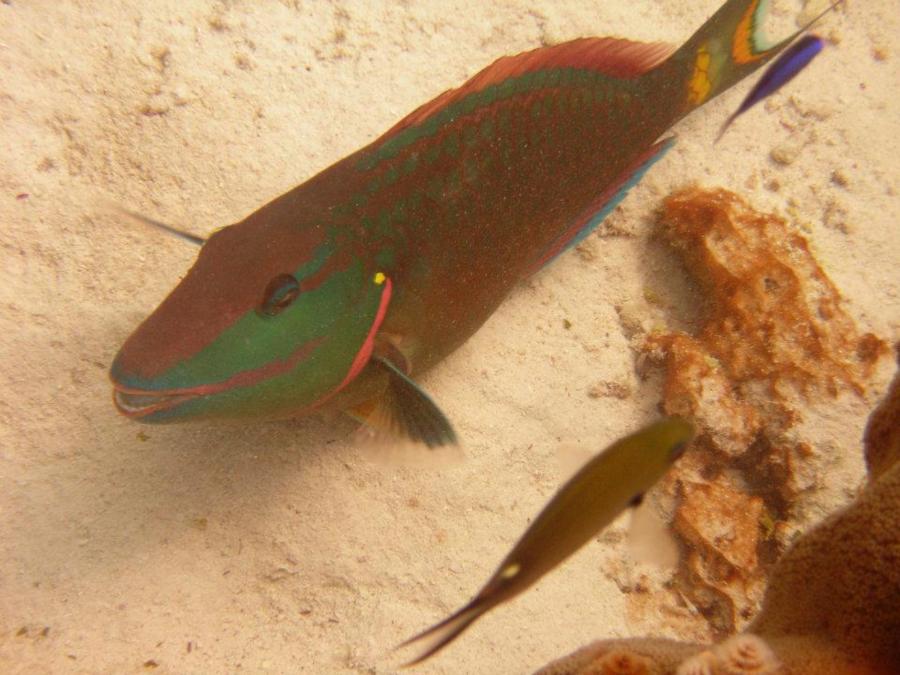 Fish in Bonaire