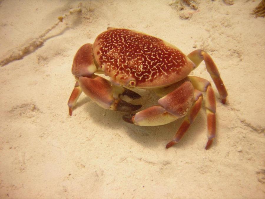 Crab Bonaire