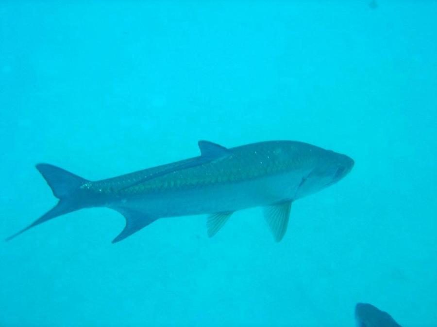 Tarpon in Bonaire