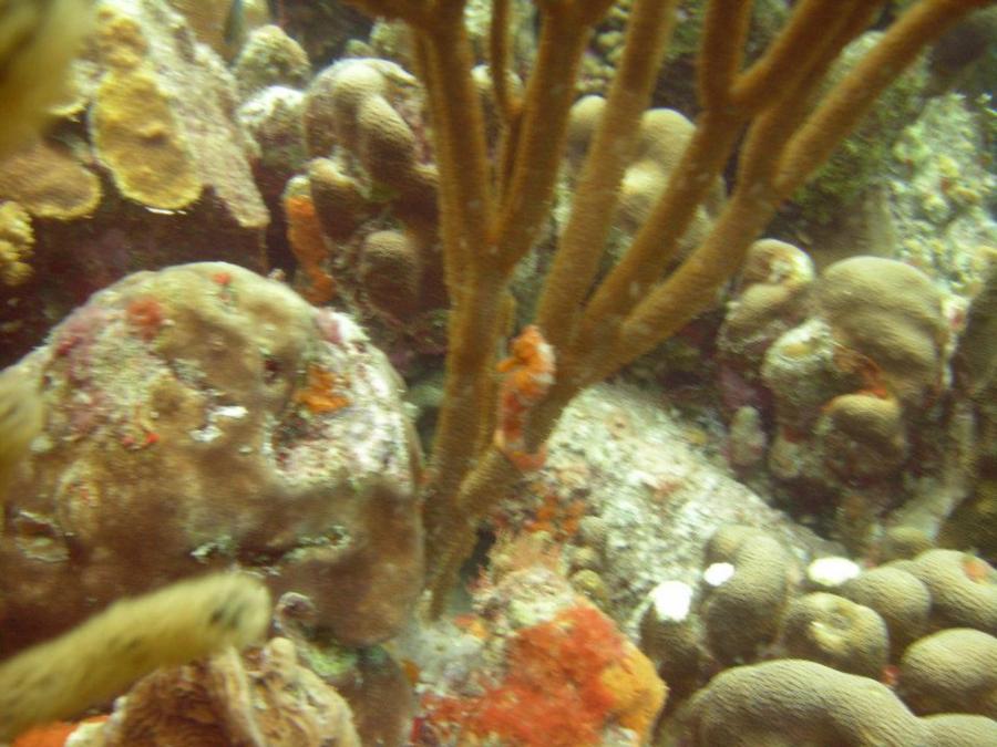 Seahorse Bonaire