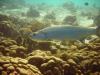 Tarpon in Bonaire