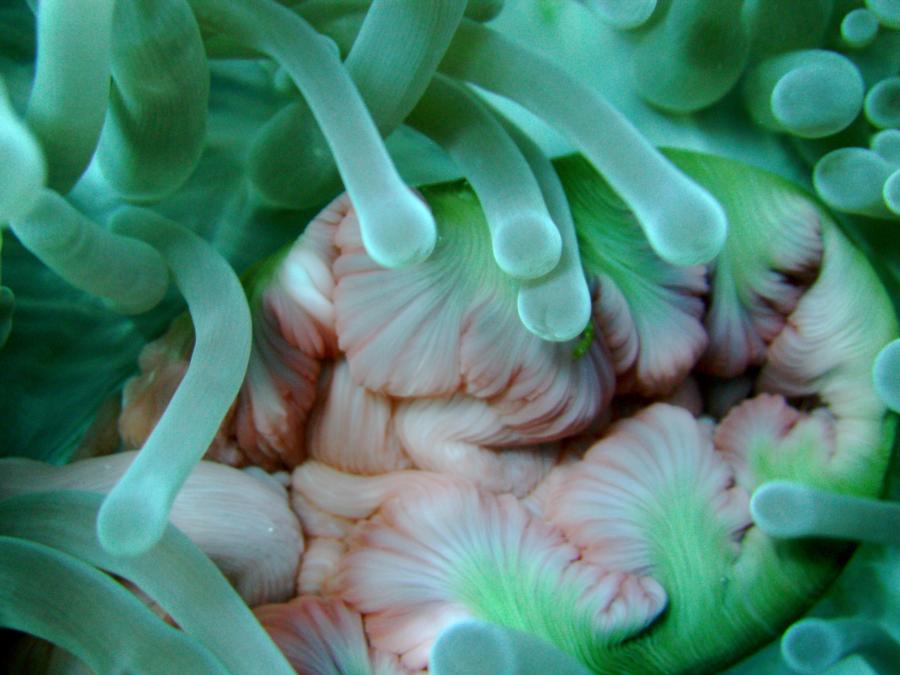 Anemone Mouth
